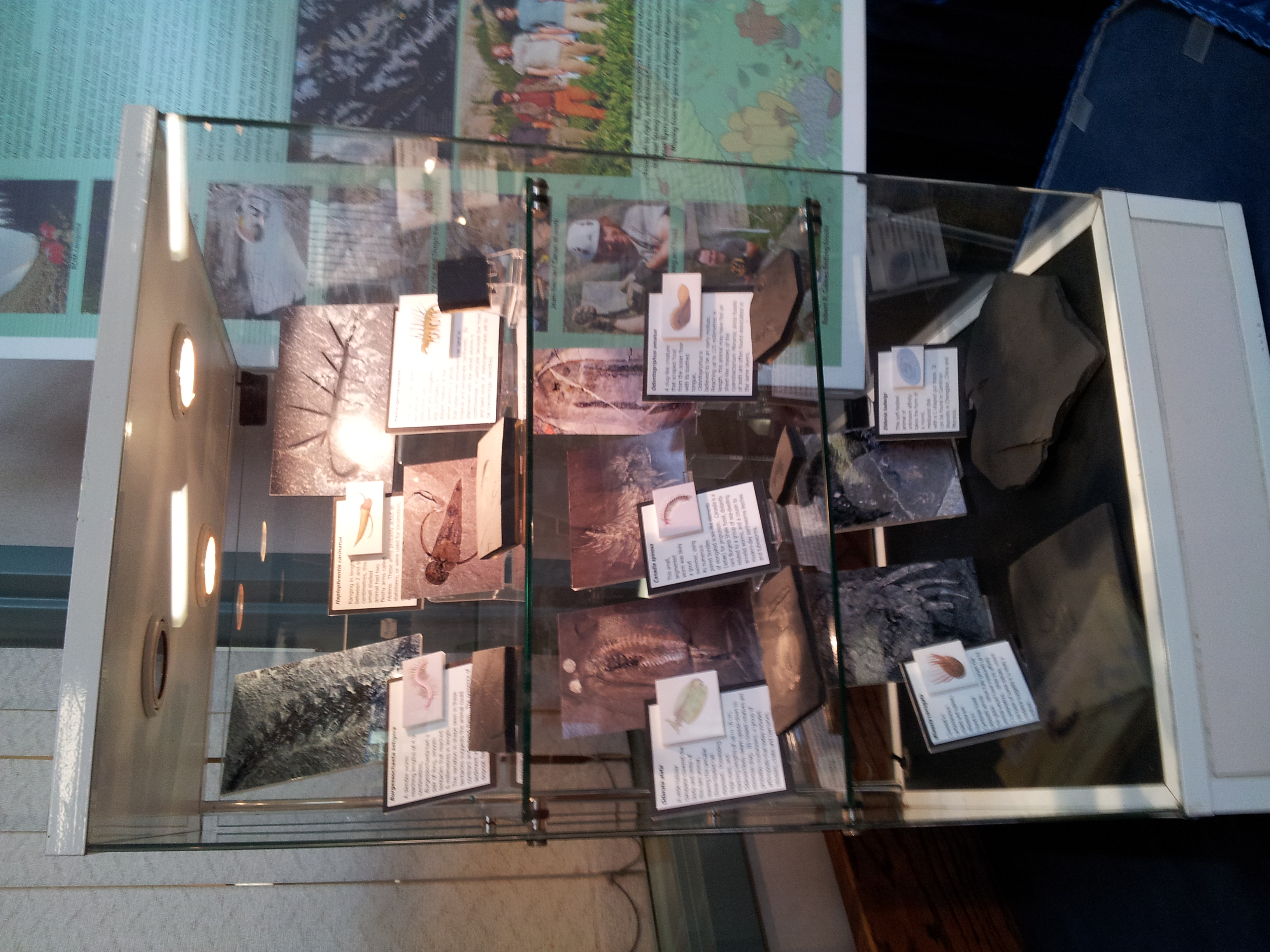 Burgess Shale fossil display at the 2014 Marvellous Mud show