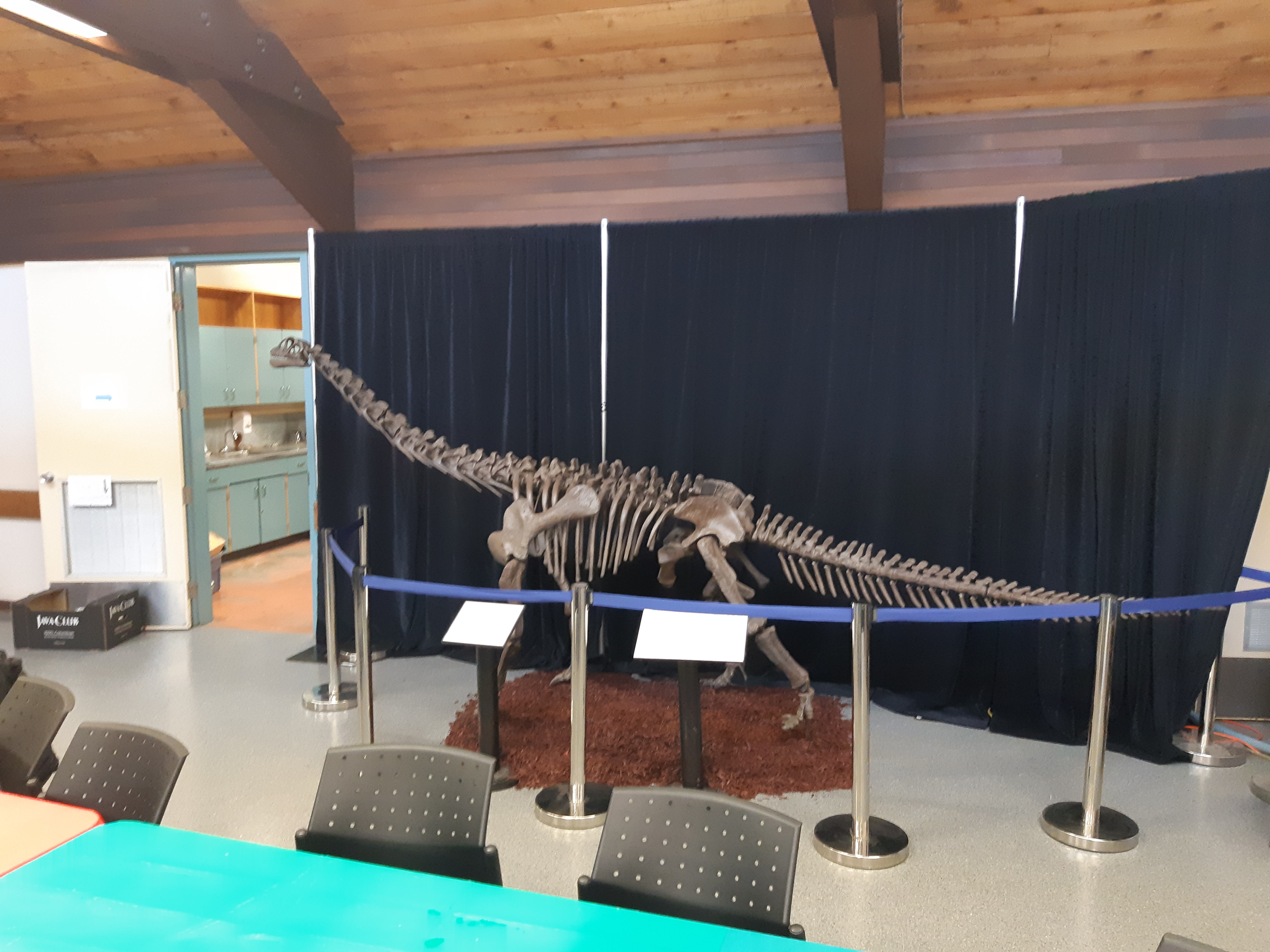 Replica dinosaur skeleton displayed at the 2019 Petrified 2 show